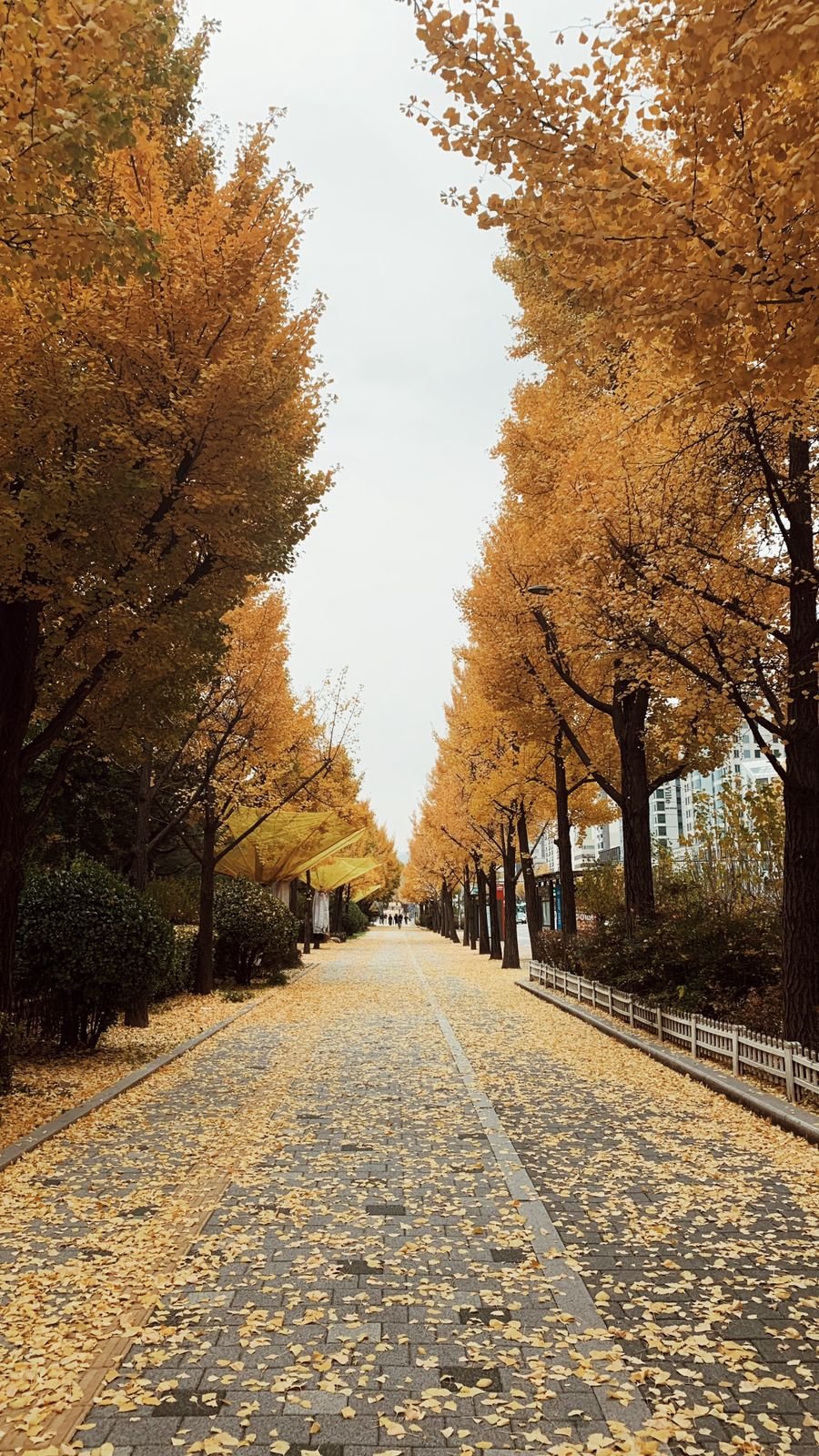 A paved path under yellow ginkgo trees with fallen leaves in Olympic Park, Seoul