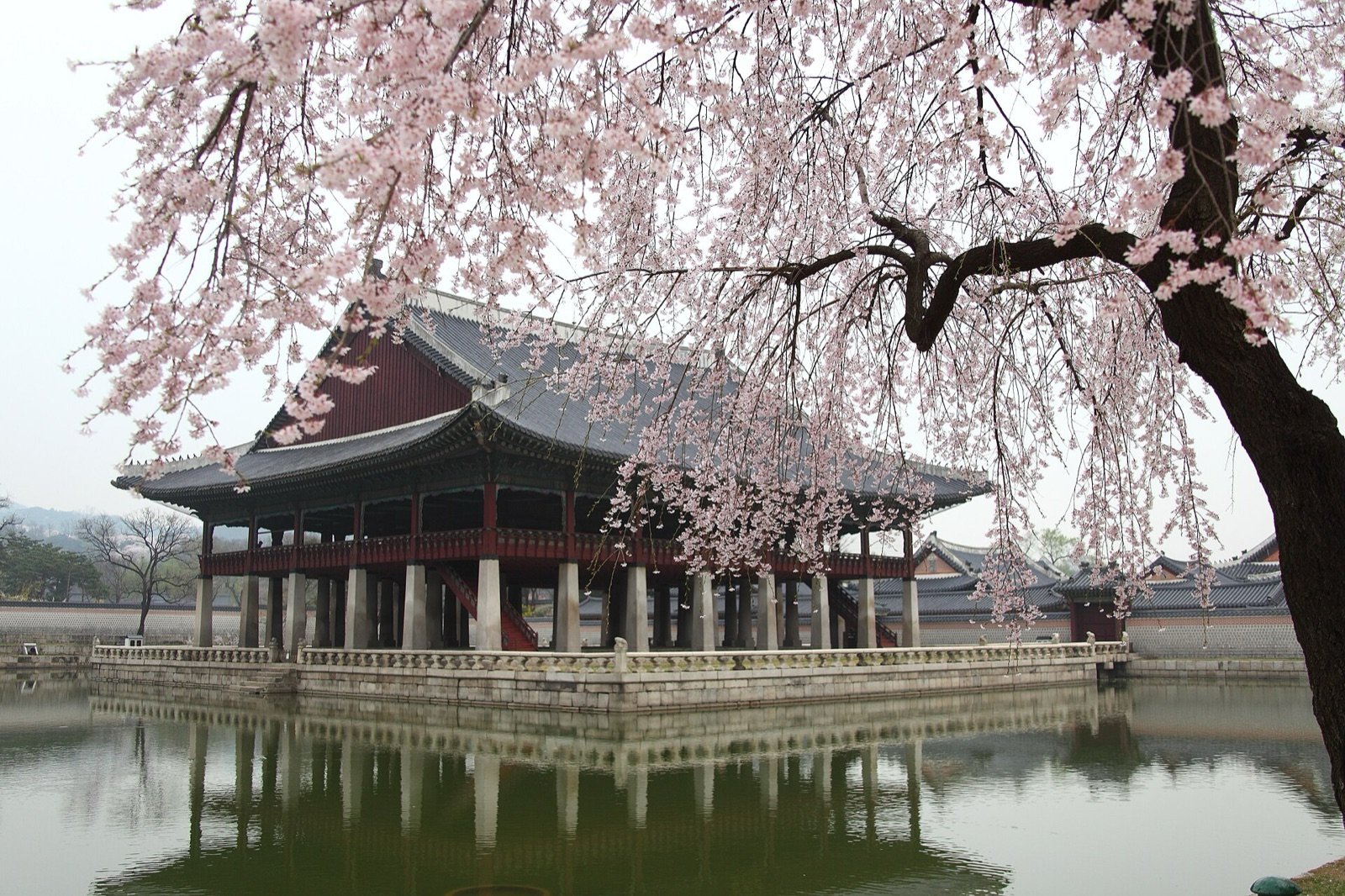 Gyeonghoeru Pavilion on its pond framed by a blossoming cherry tree in spring