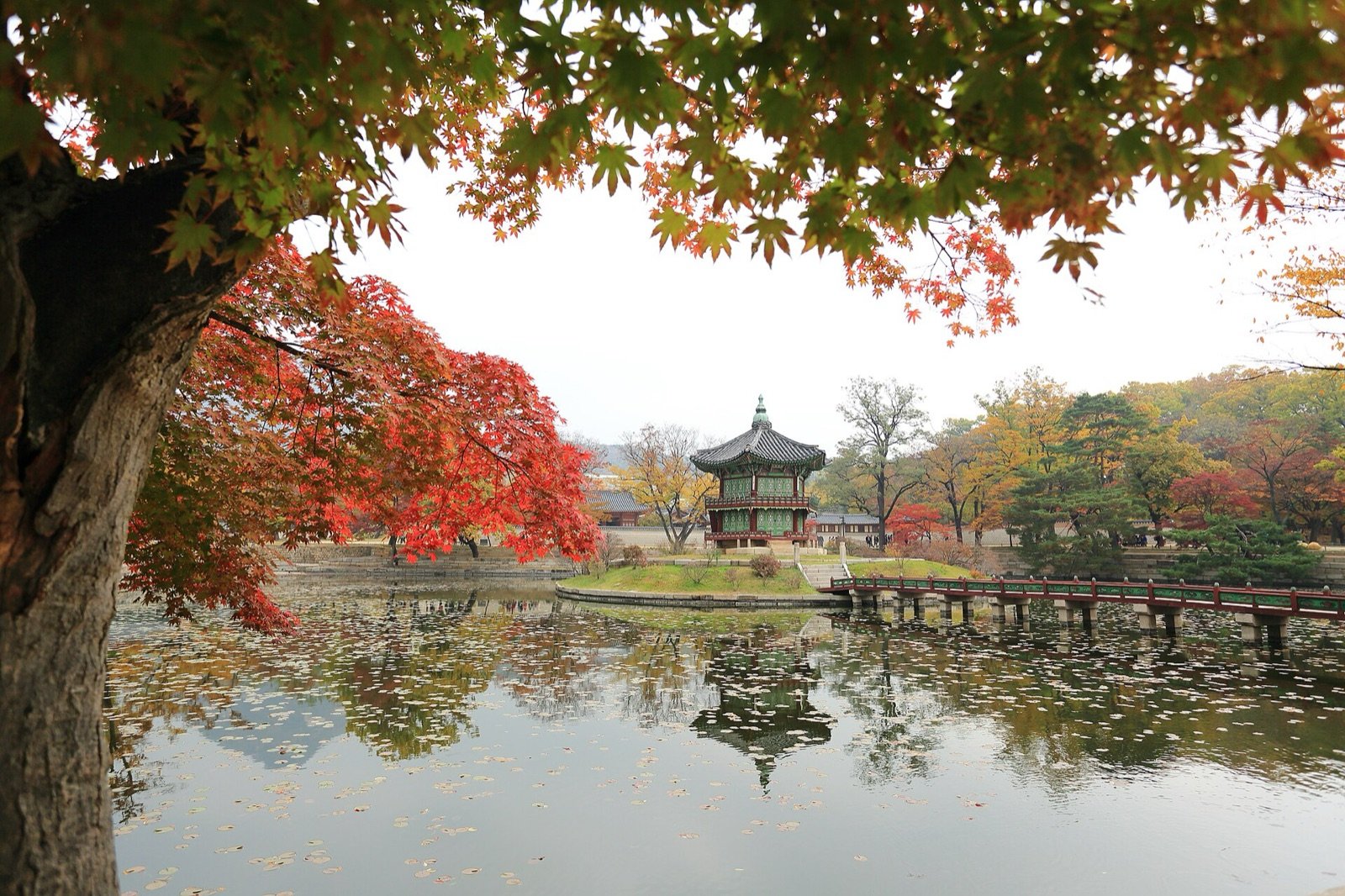 Hyangwonjeong Pavilion on its pond framed by red autumn maples and fallen leaves